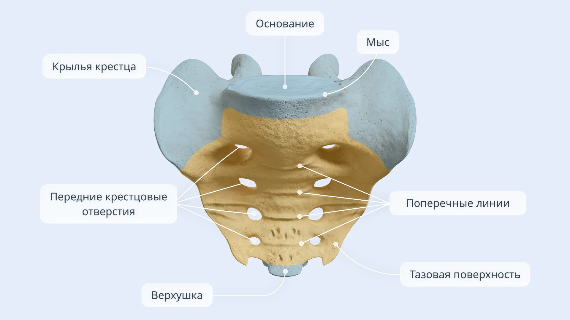 Строение крестца 