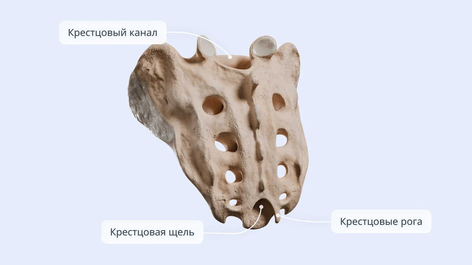 Строение крестца 