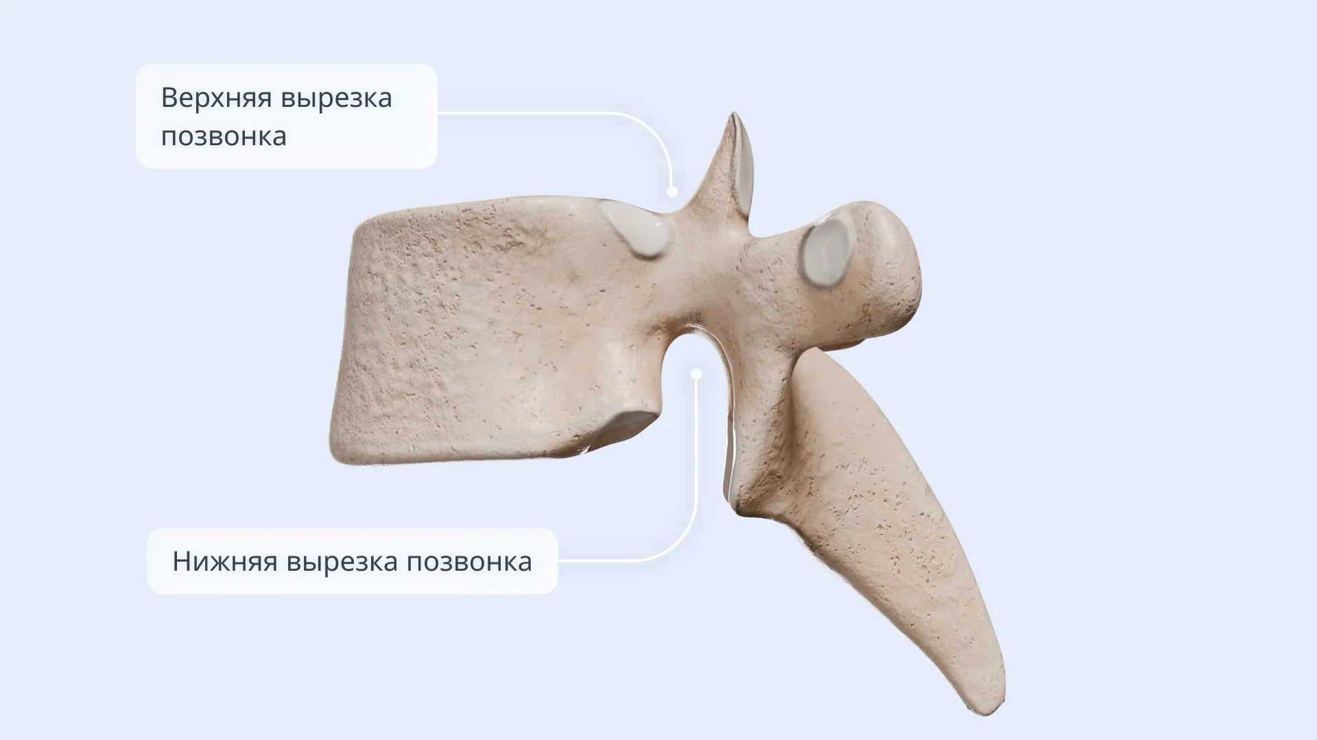 Строение типичного позвонка