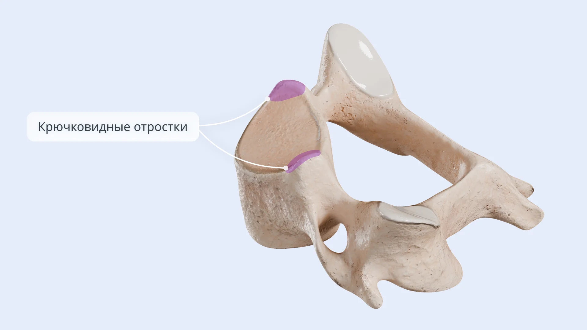 Крючковидные отростки