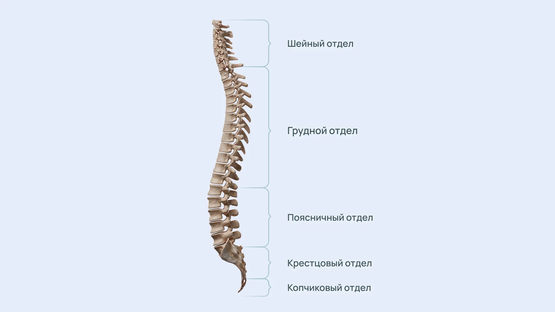 Отделы позвоночного столба