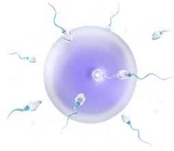 Conception date