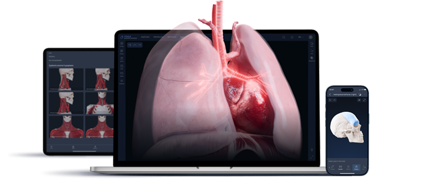 Изучите 3D-атлас VOKA