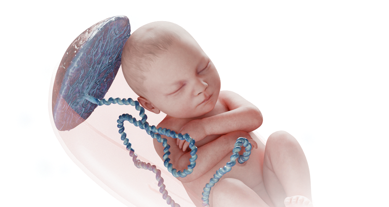 حاسبة تاريخ استحقاق الحمل