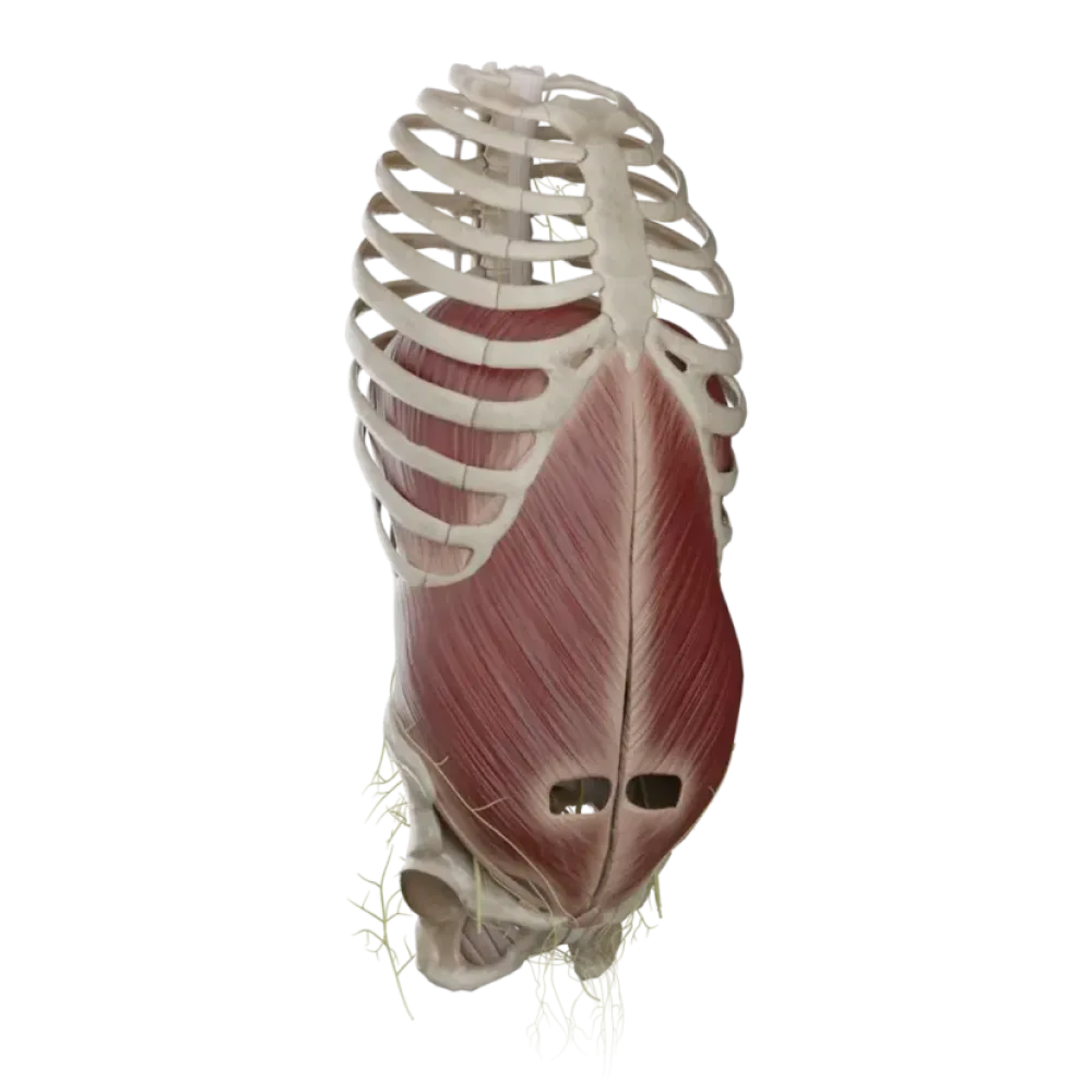 Нервы живота и таза