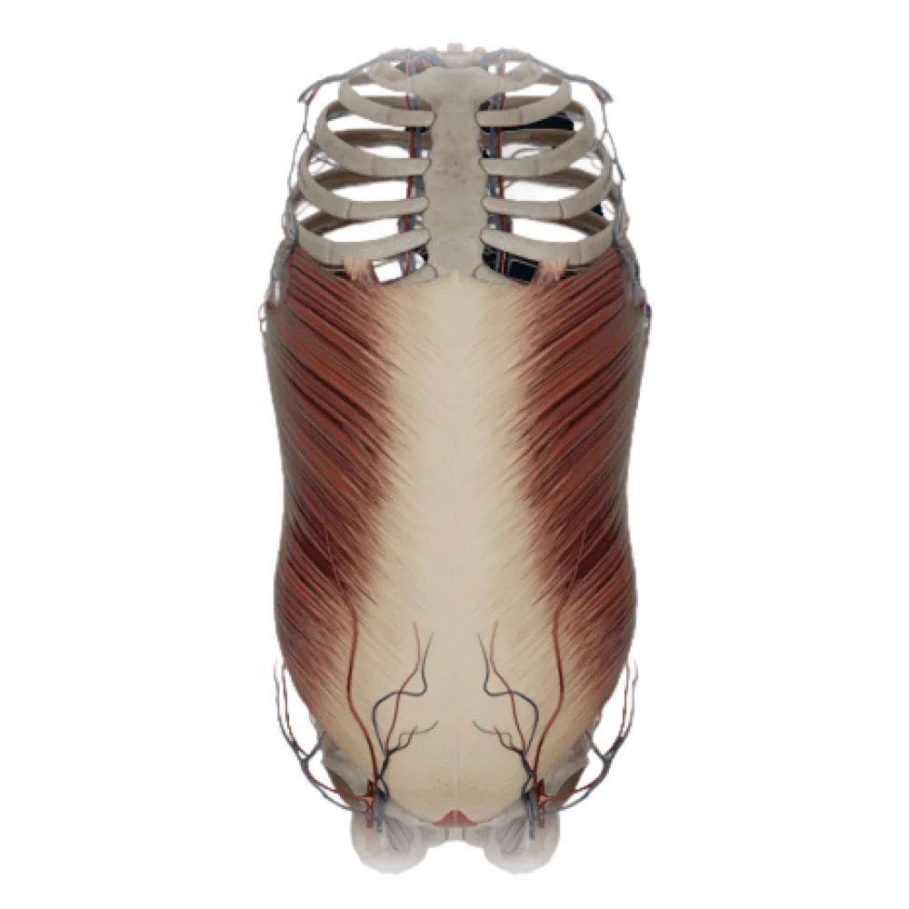 Мышцы живота