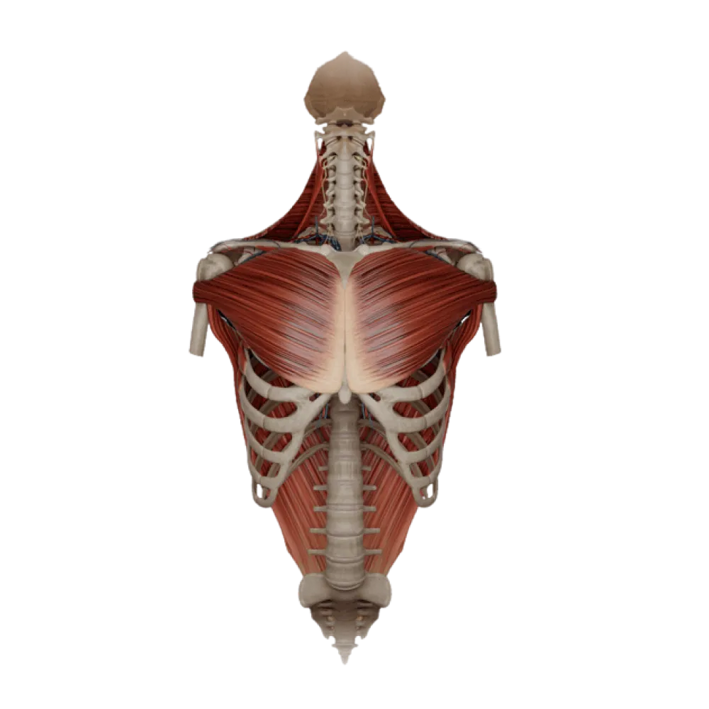Акромиально-ключичный сустав