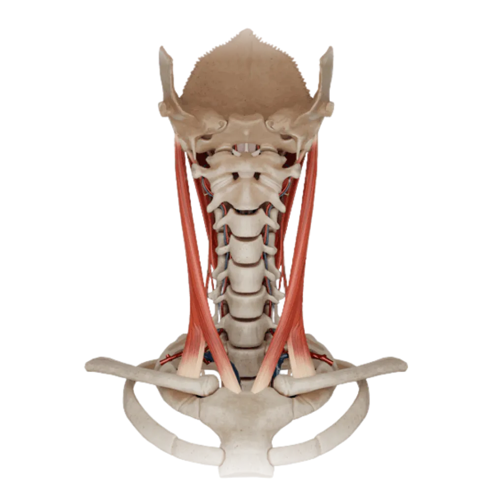 Атлантоосевые суставы