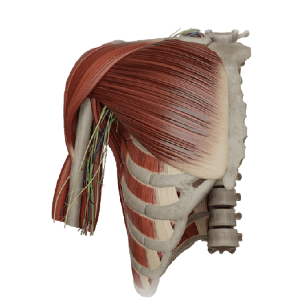 Подмышечная артерия