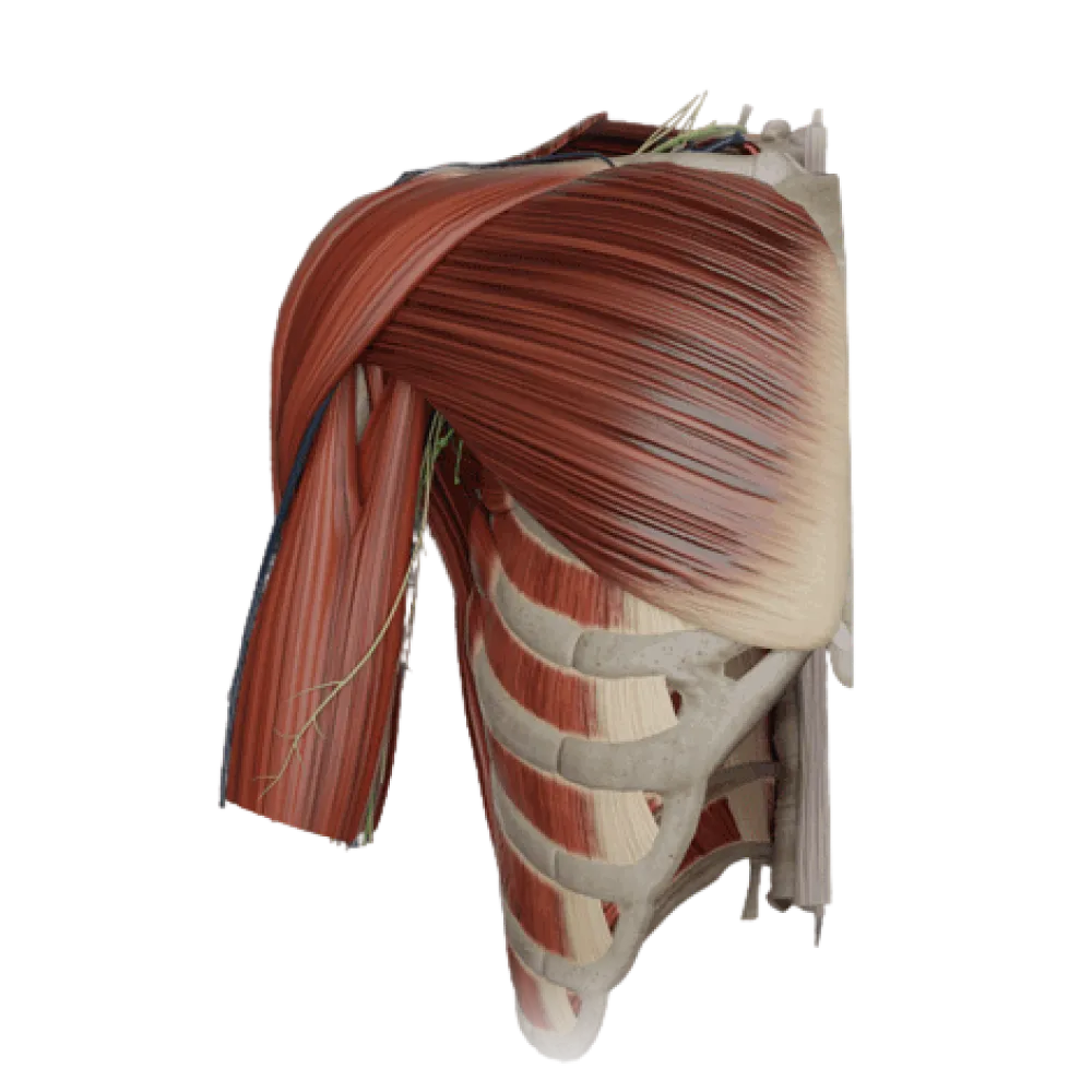 Подмышечная полость