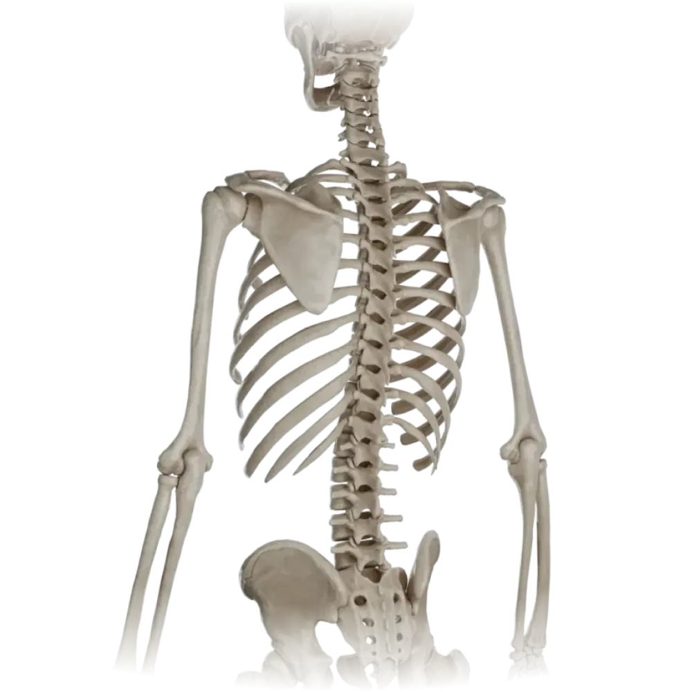 Кости спины