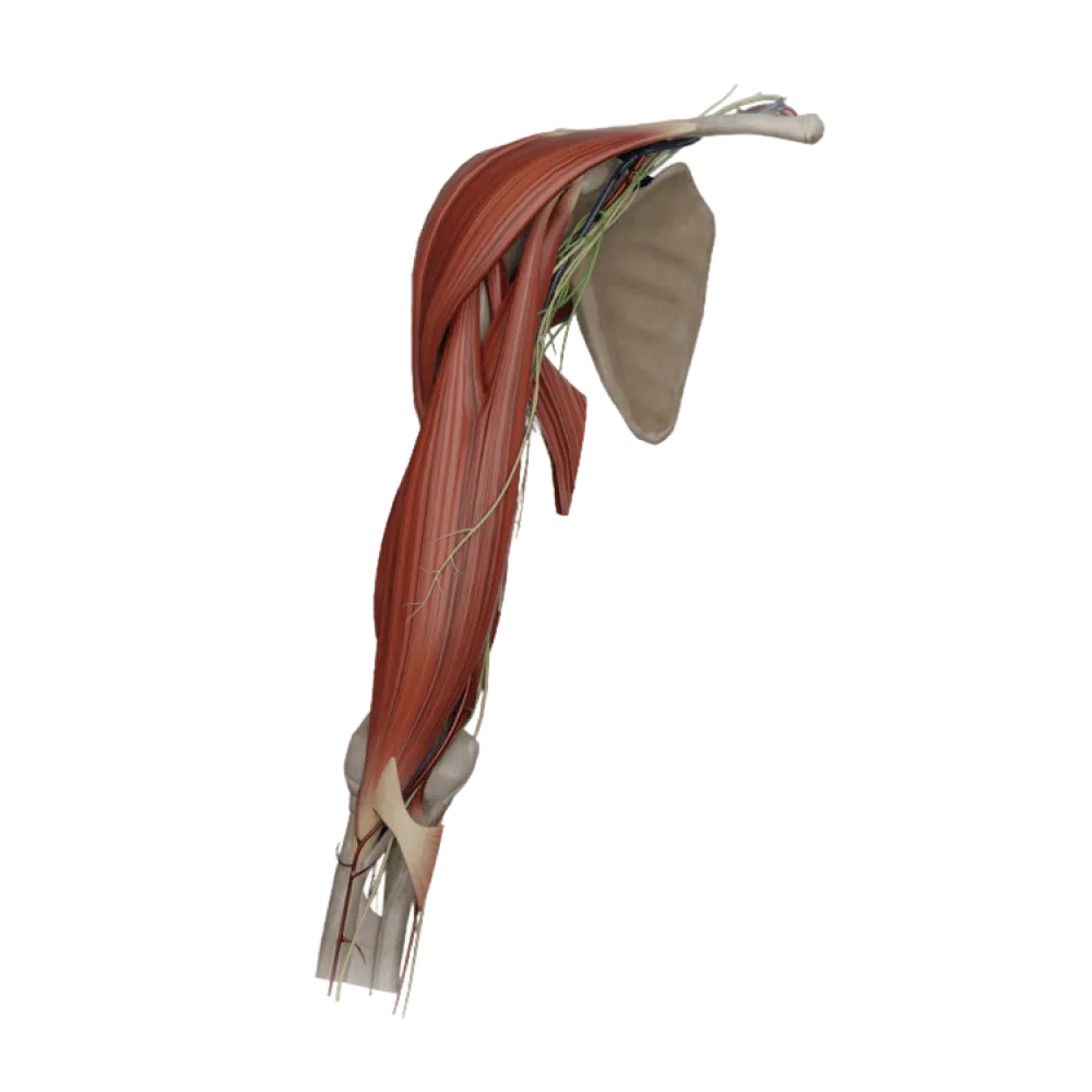 Плечевая артерия