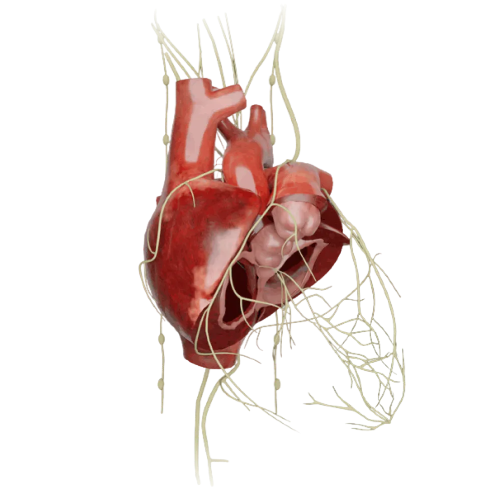 Проводящая система сердца