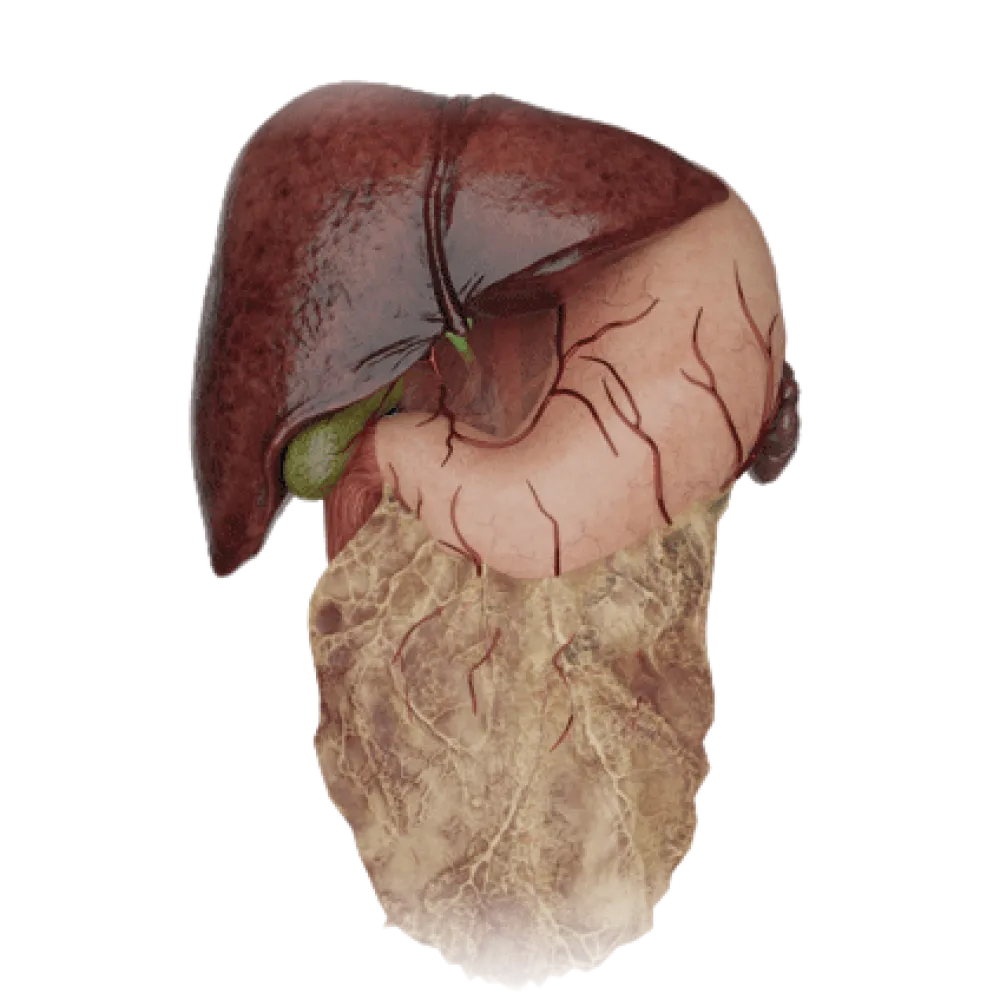 Чревный ствол