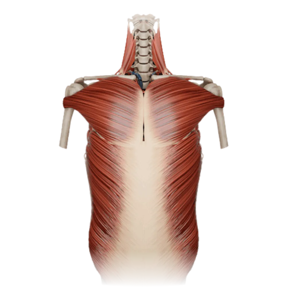 Реберно-позвоночные суставы