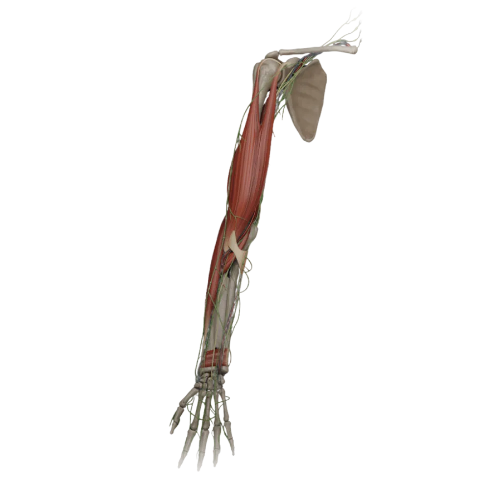 Локтевой сустав