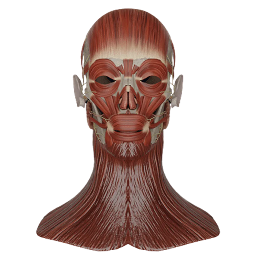 Лицевой нерв