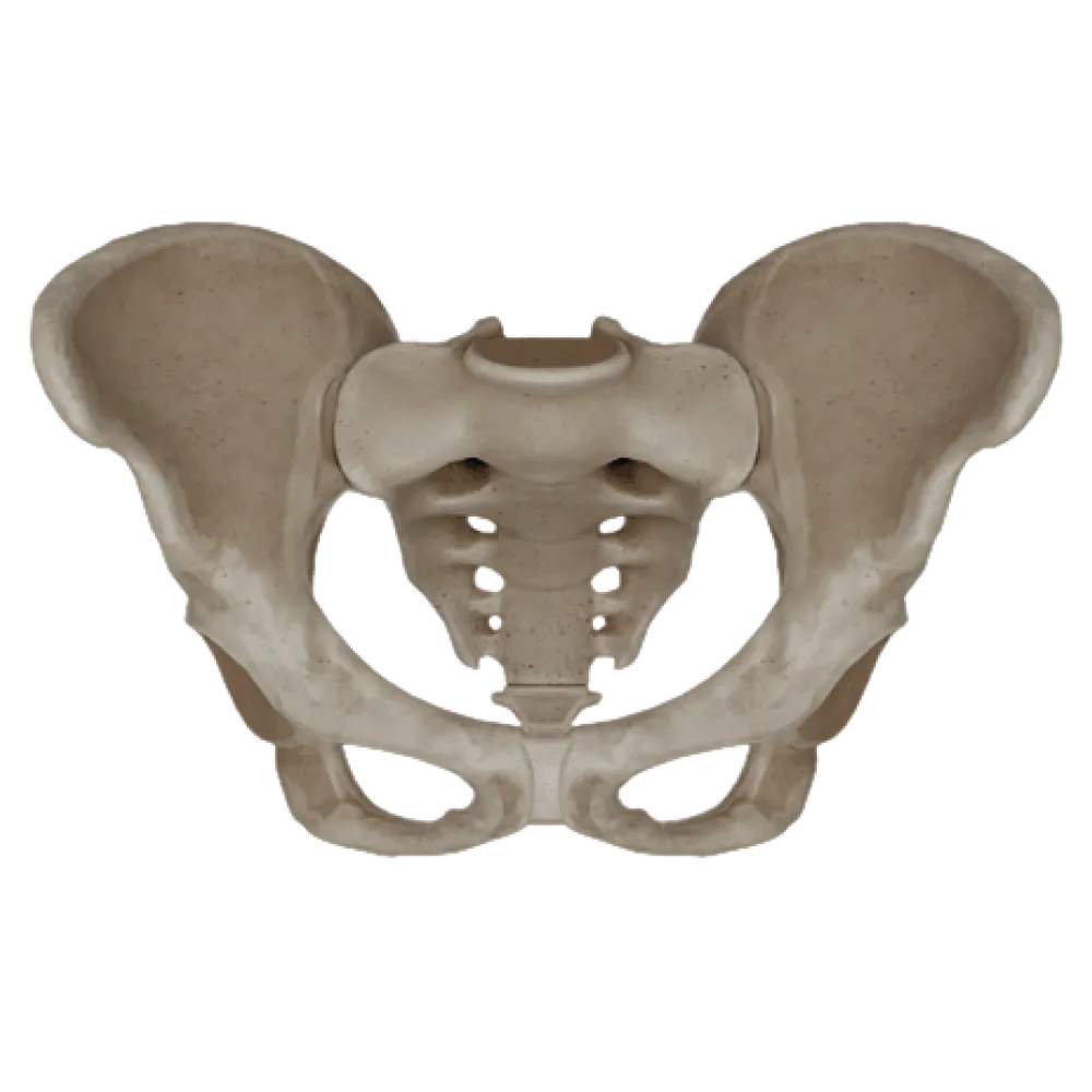 Женский костный таз