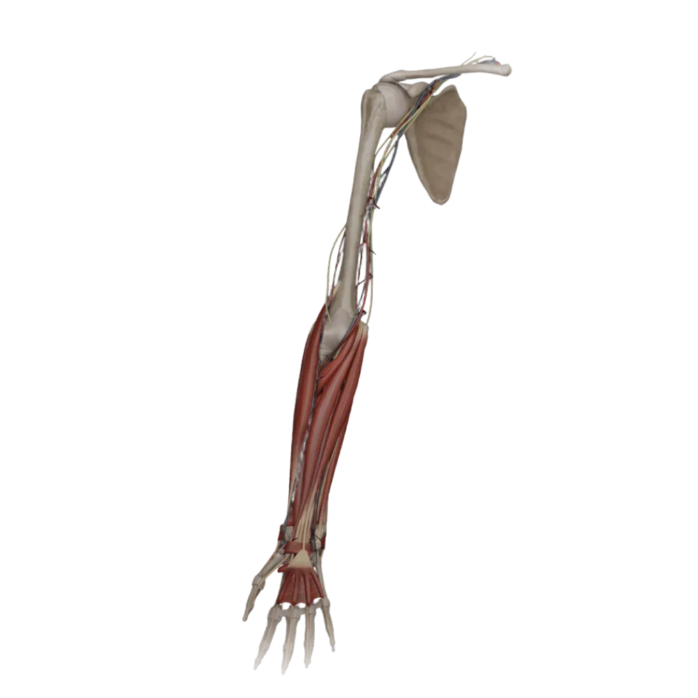 Мышцы предплечья