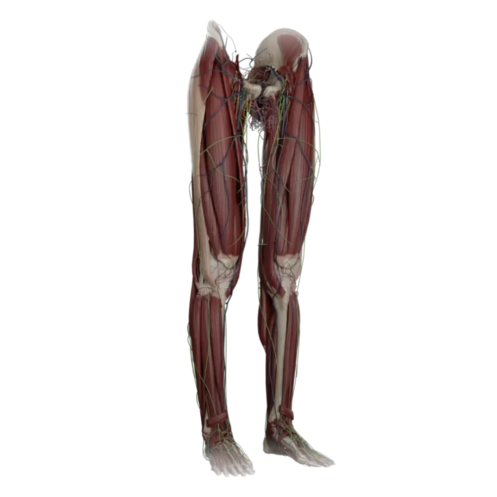 Нижние конечности