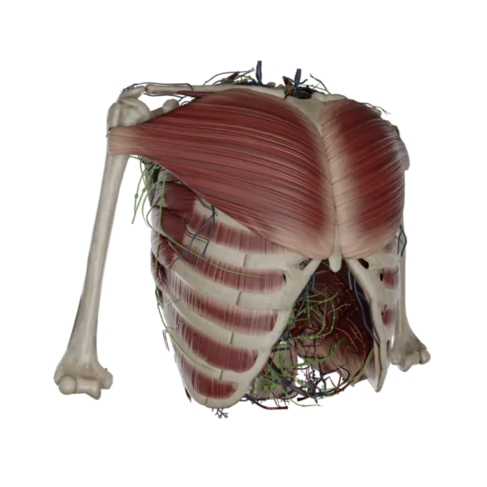 Грудная клетка