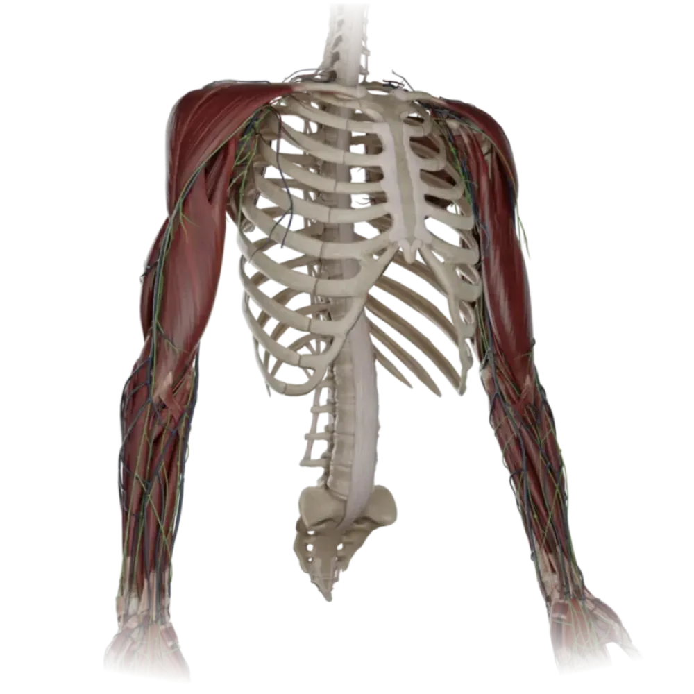 Верхние конечности