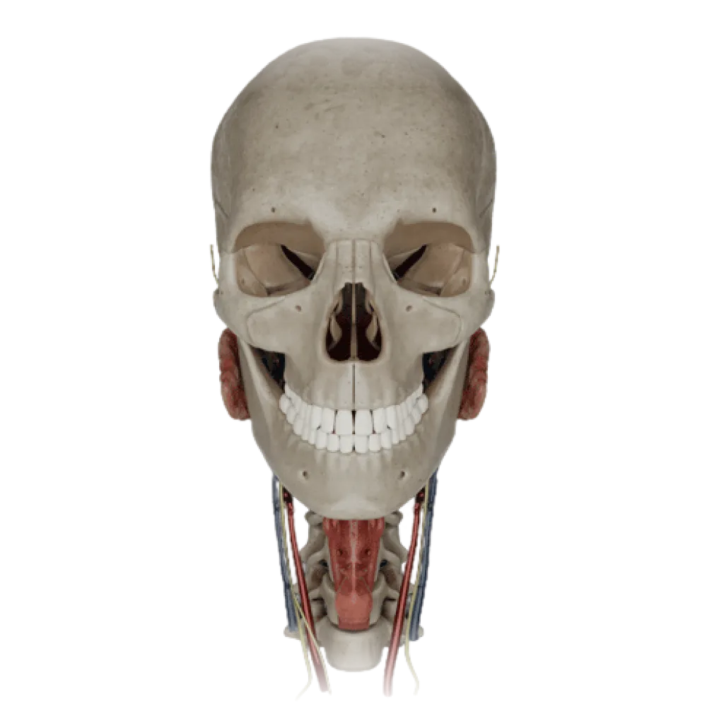 Языкоглоточный нерв