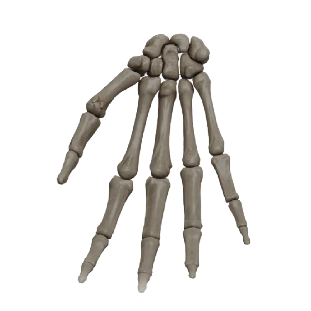 Кости кисти