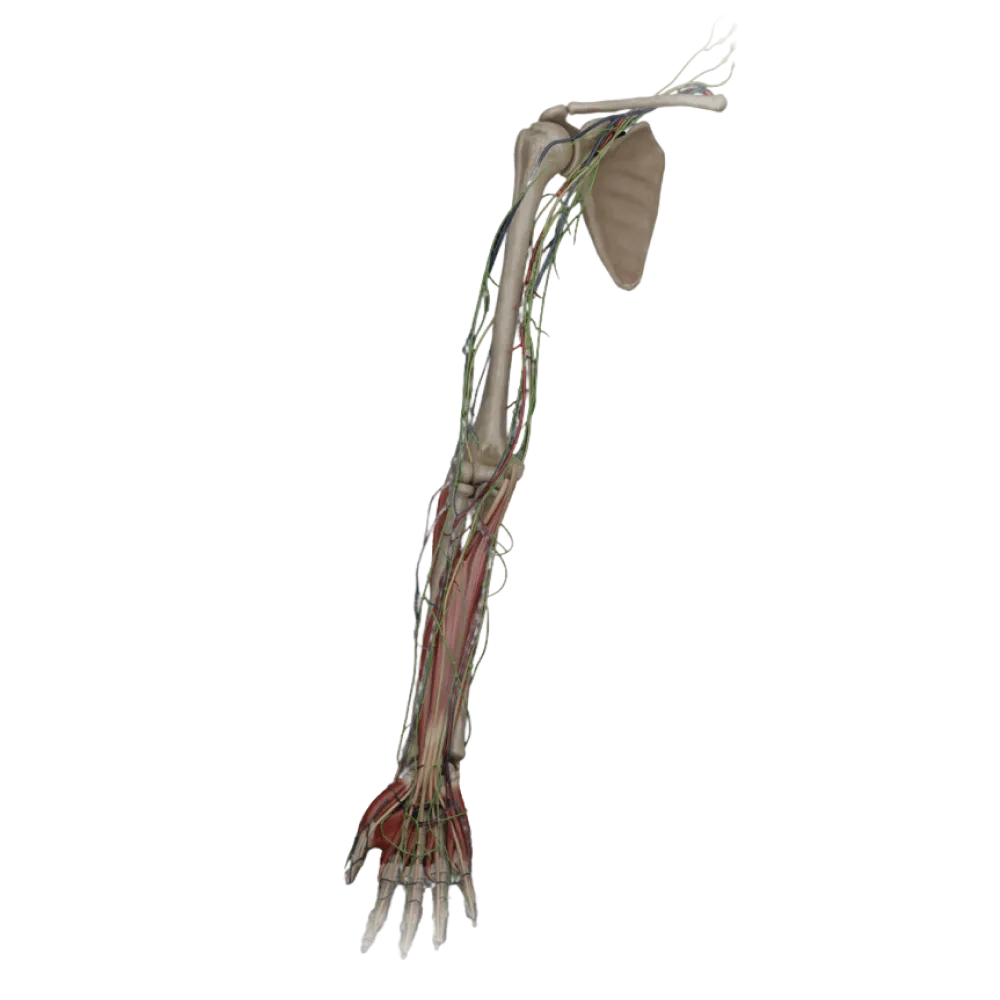 Суставы кисти