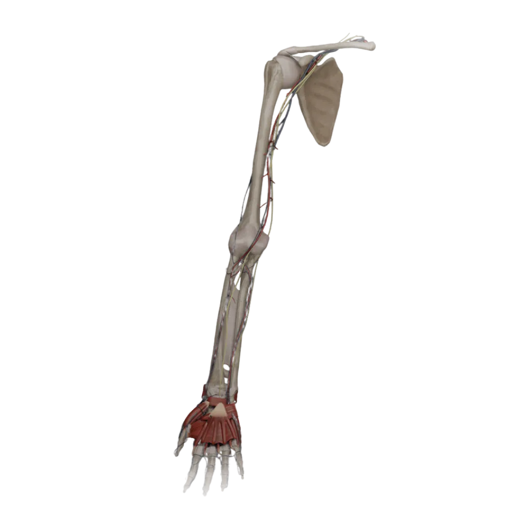 Мышцы кисти