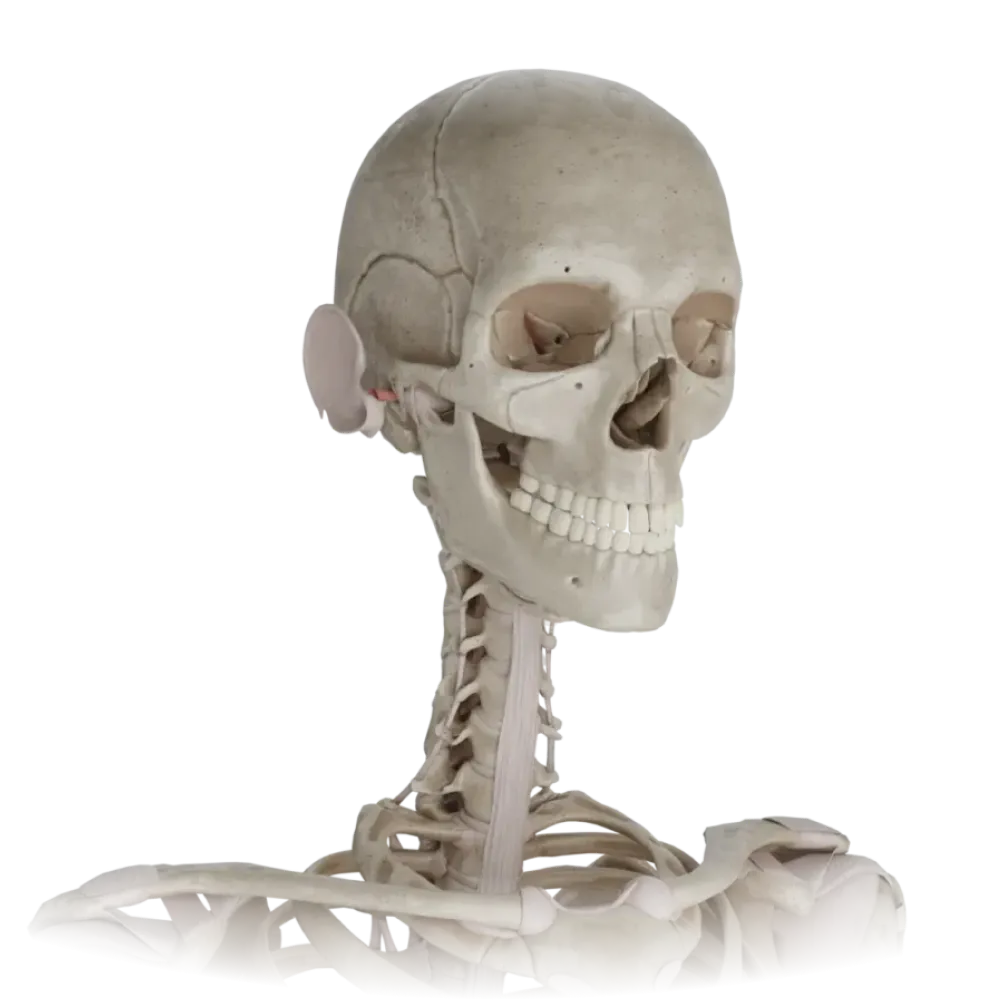 Кости головы и шеи