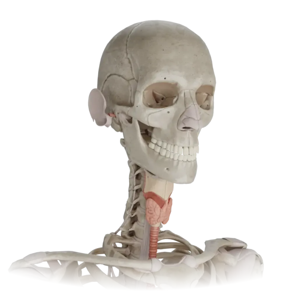 Соединения головы и шеи