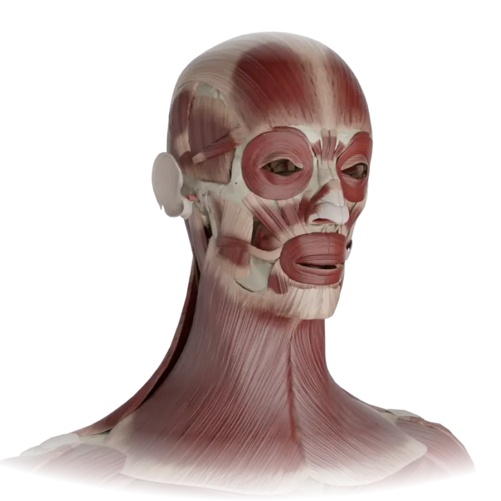 Мышцы головы и шеи