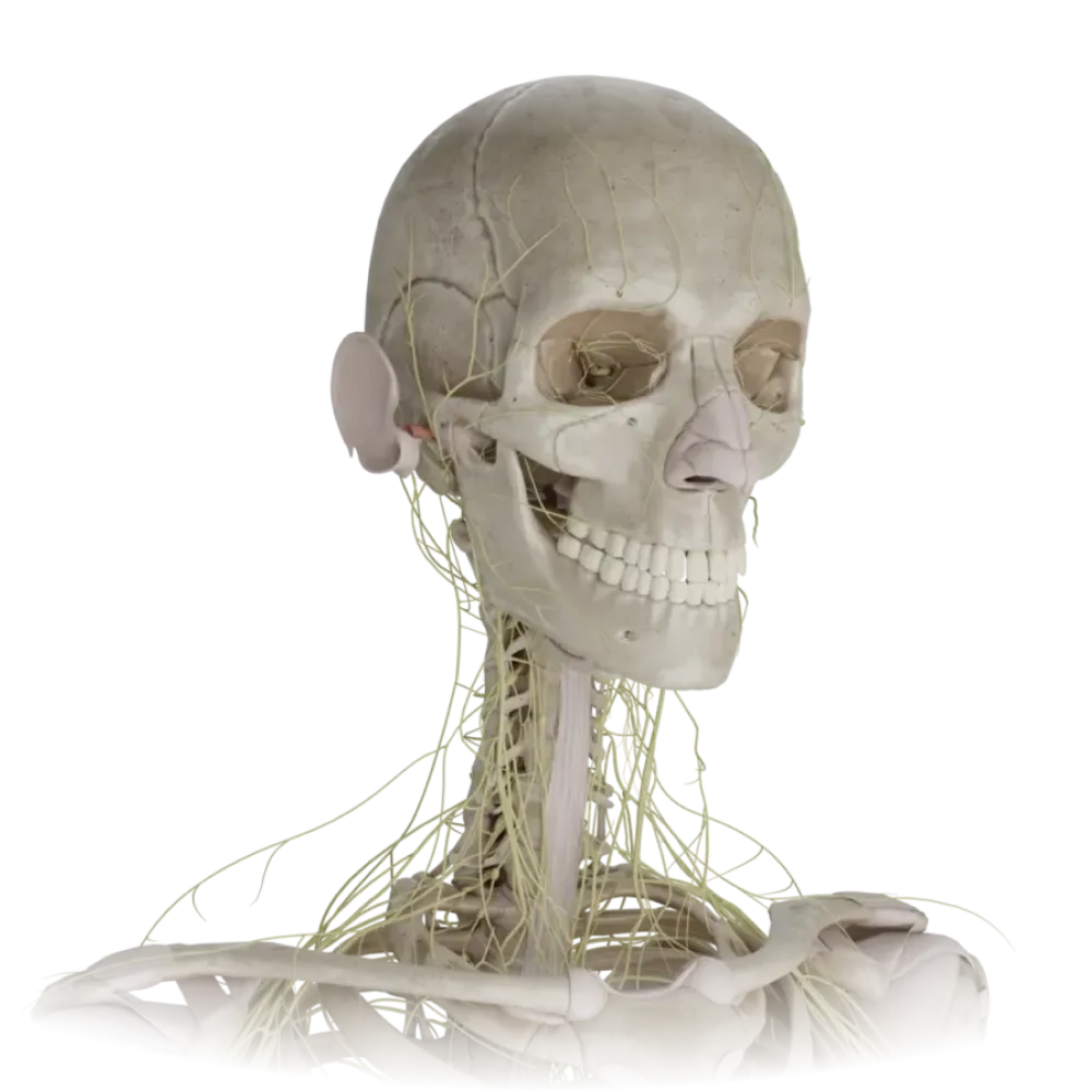 Нервы головы и шеи