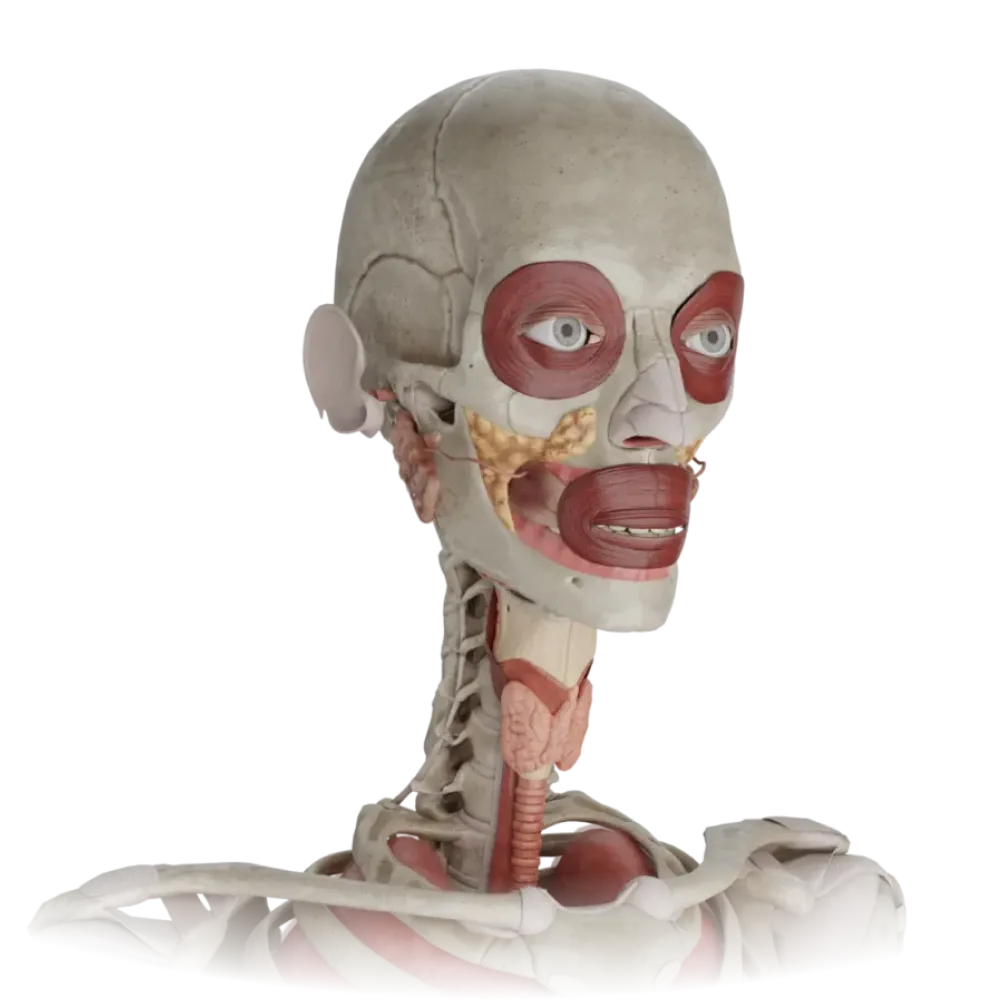 Органы головы и шеи