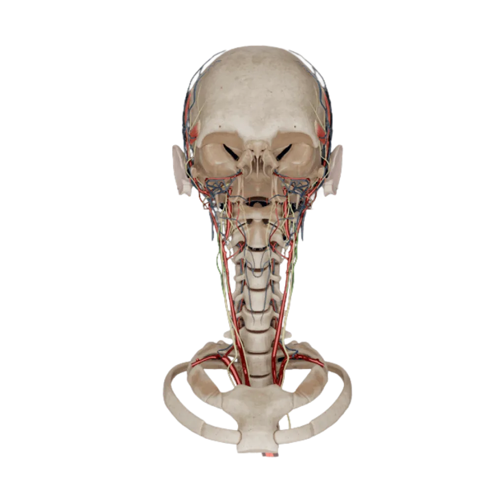 Орган слуха