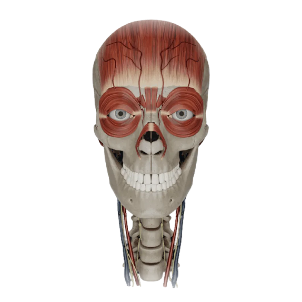 Внутренняя сонная артерия