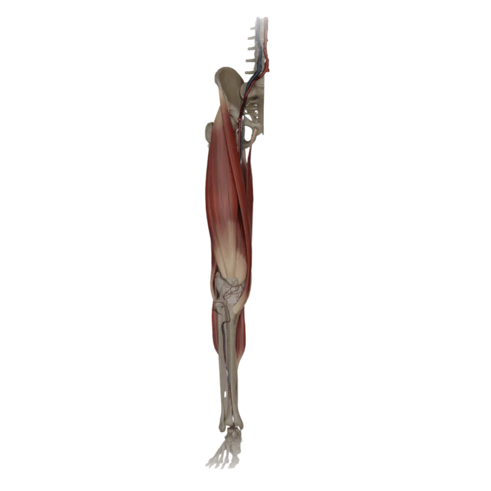 Коленный сустав