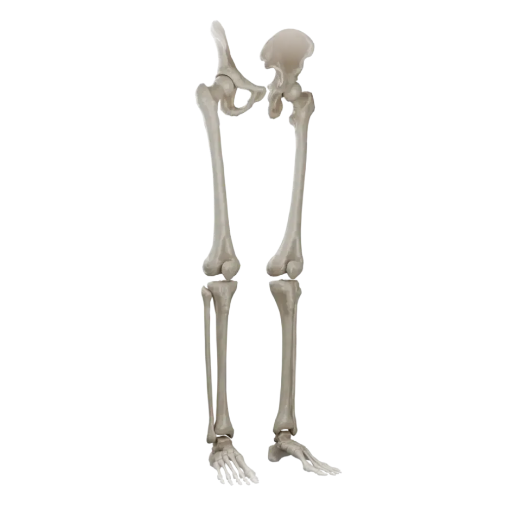 Кости нижней конечности