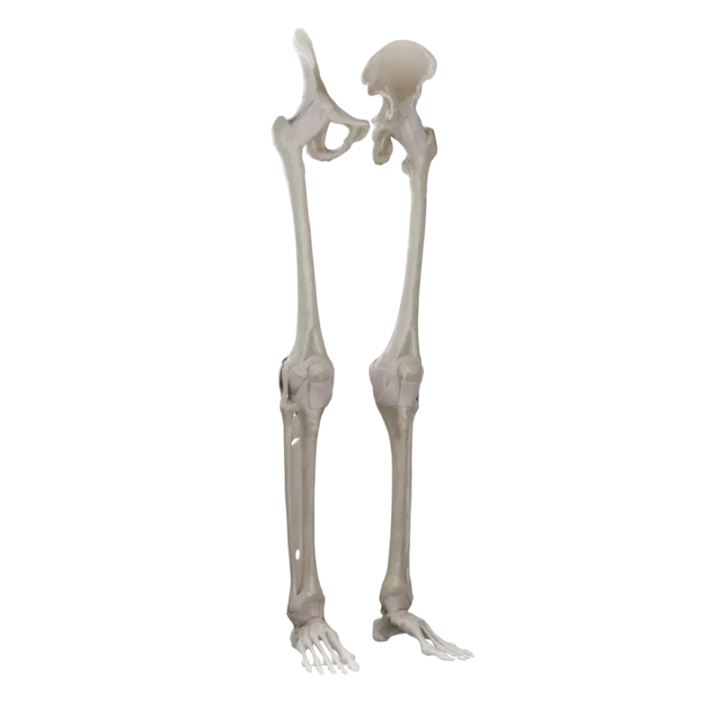 Соединения нижней конечности