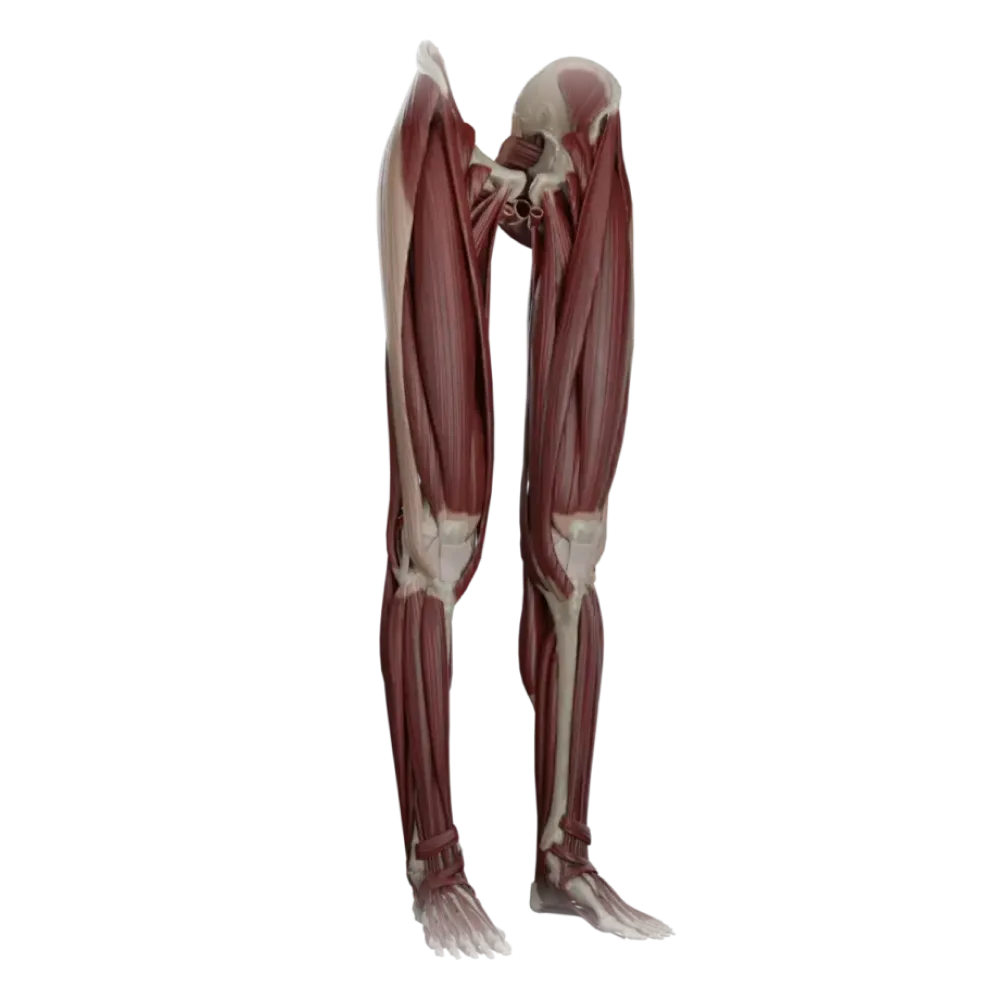 Мышцы нижней конечности