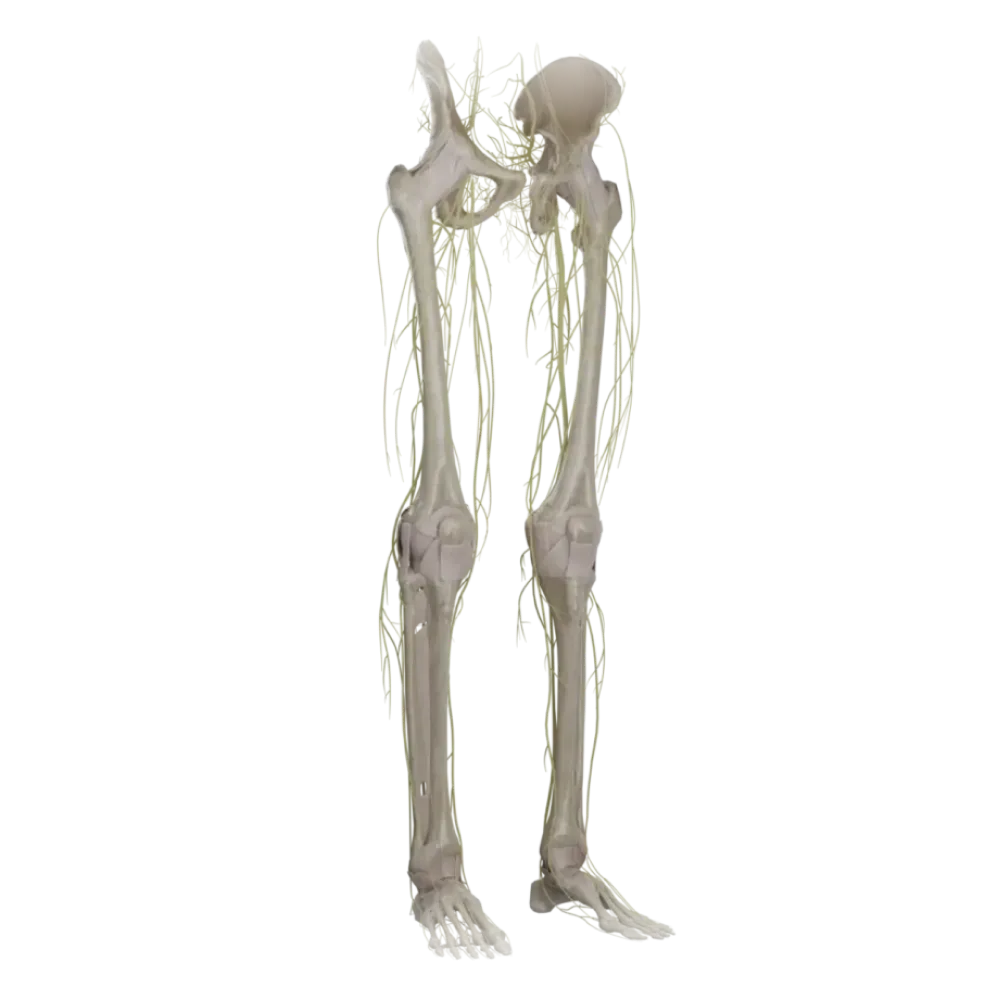 Нервы нижней конечности