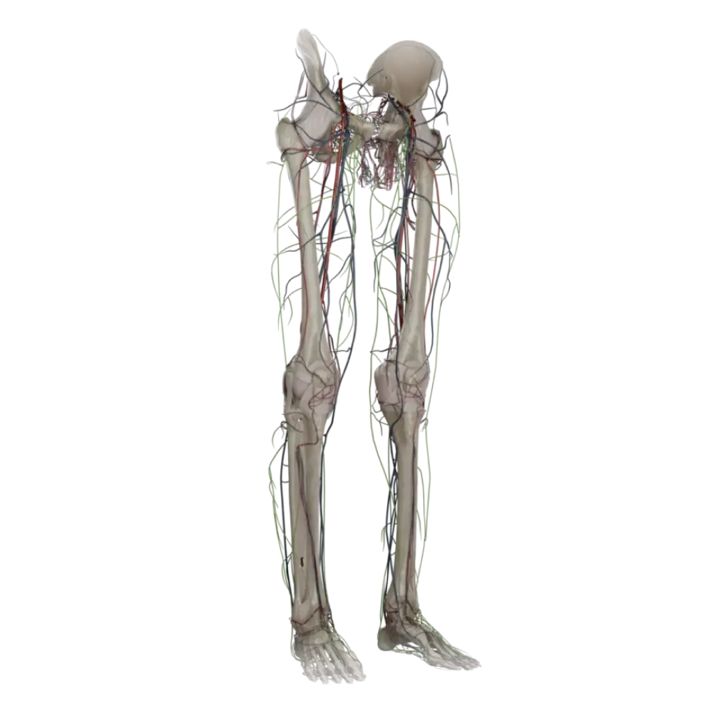 Сосуды нижней конечности