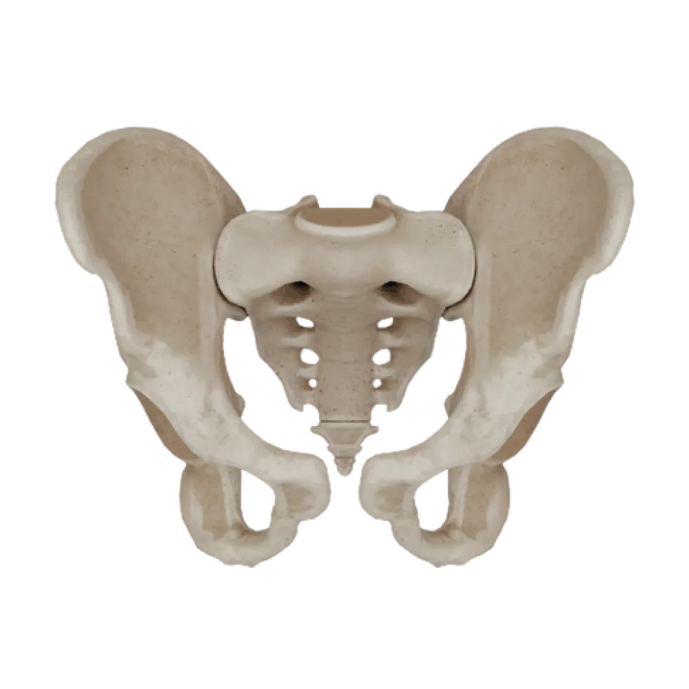 Мужской костный таз