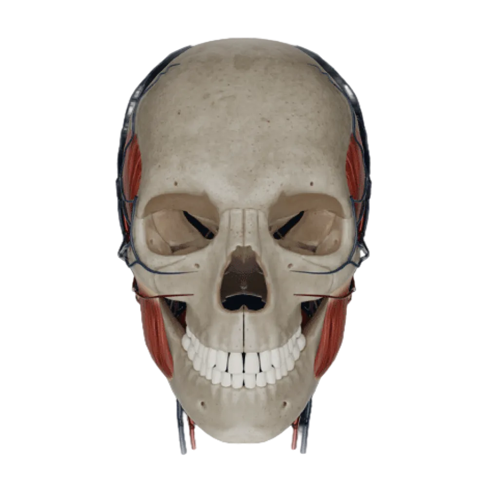 Жевательные мышцы