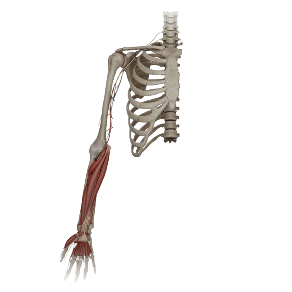 Срединный нерв