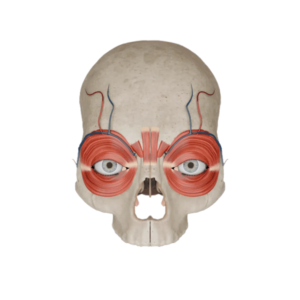 Глазница и ее содержимое