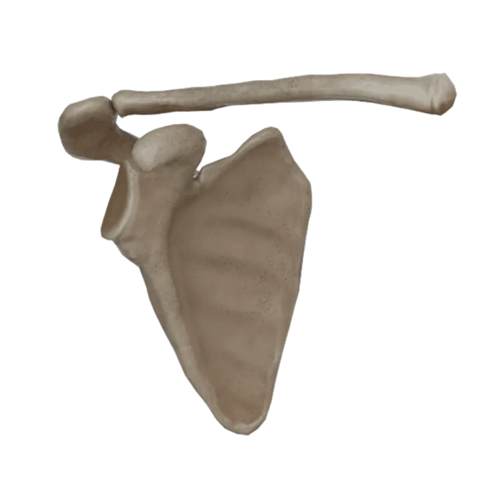 Кости плечевого пояса