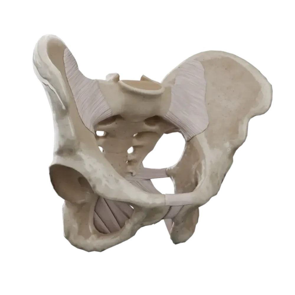 Соединения таза