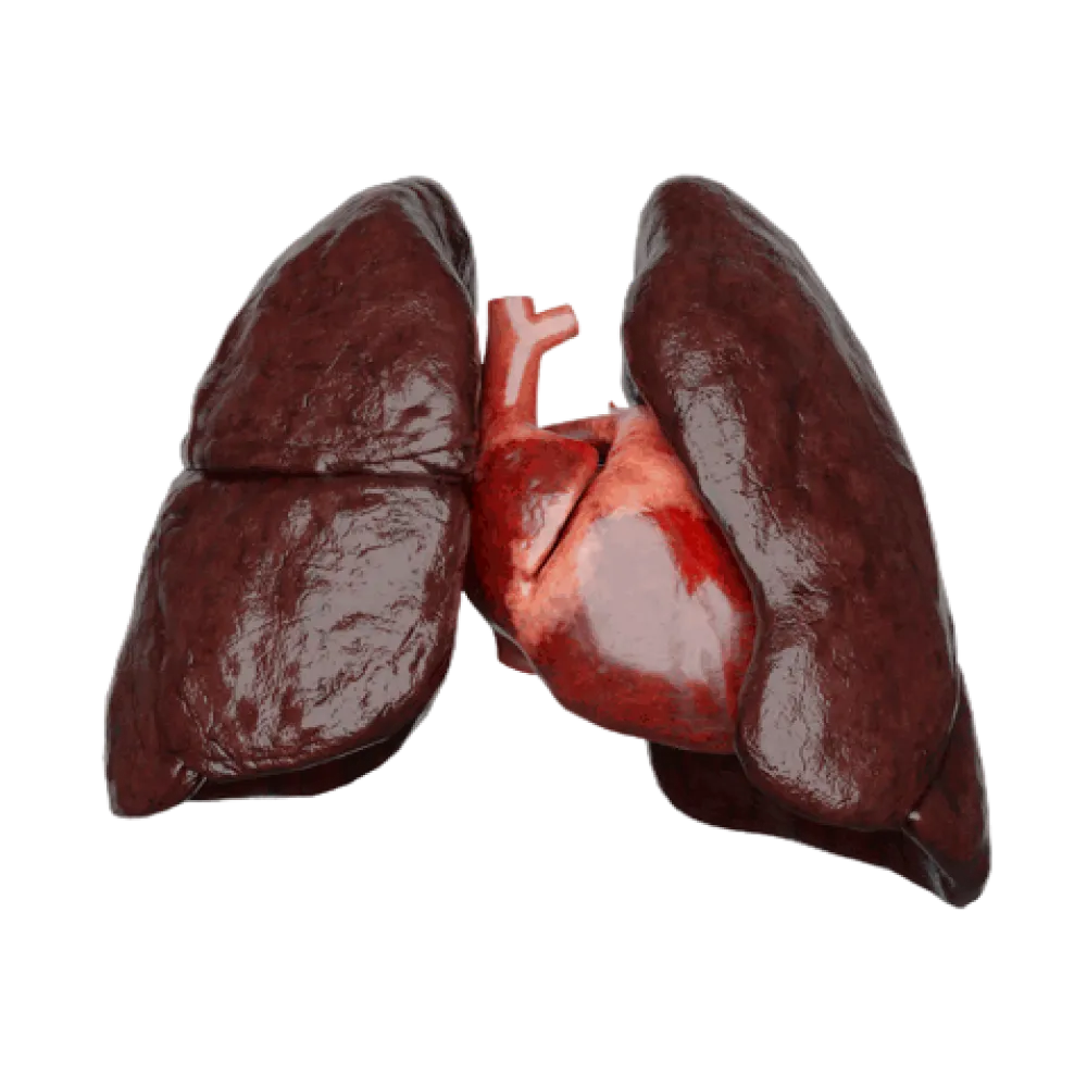Малый круг кровообращения